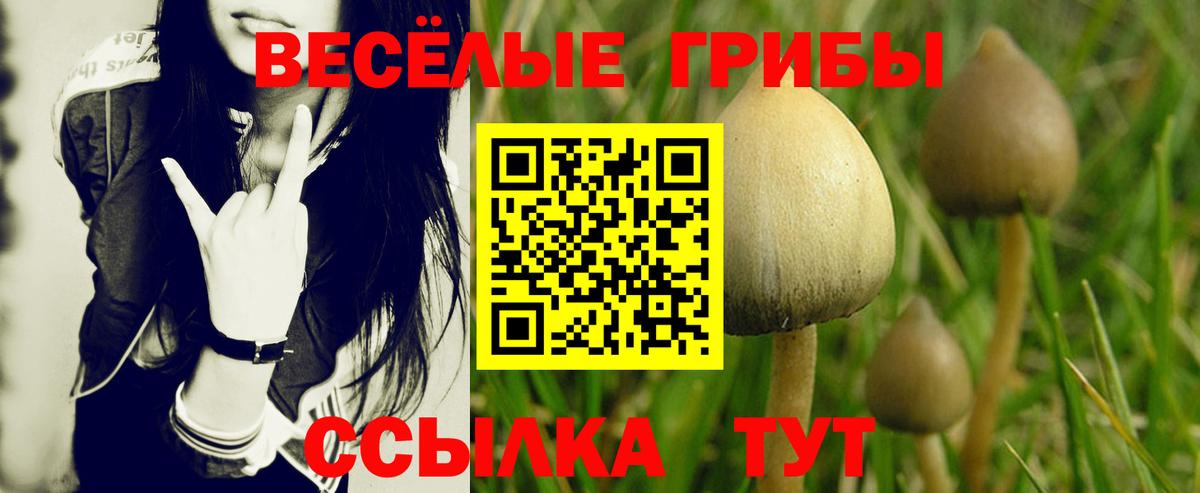 Псилоцибиновые грибы Cubensis Россия